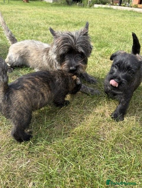 Cairn Terrier dogs Cairn Terrier Puppies - Advert 2