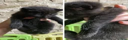 Mixed Breed cats for sale: Cute baby kittens in Falkirk - Advert 8