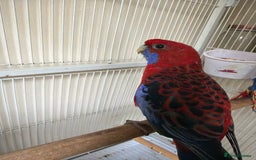 Parrots birds for sale: Crimson rosella  - Image 3