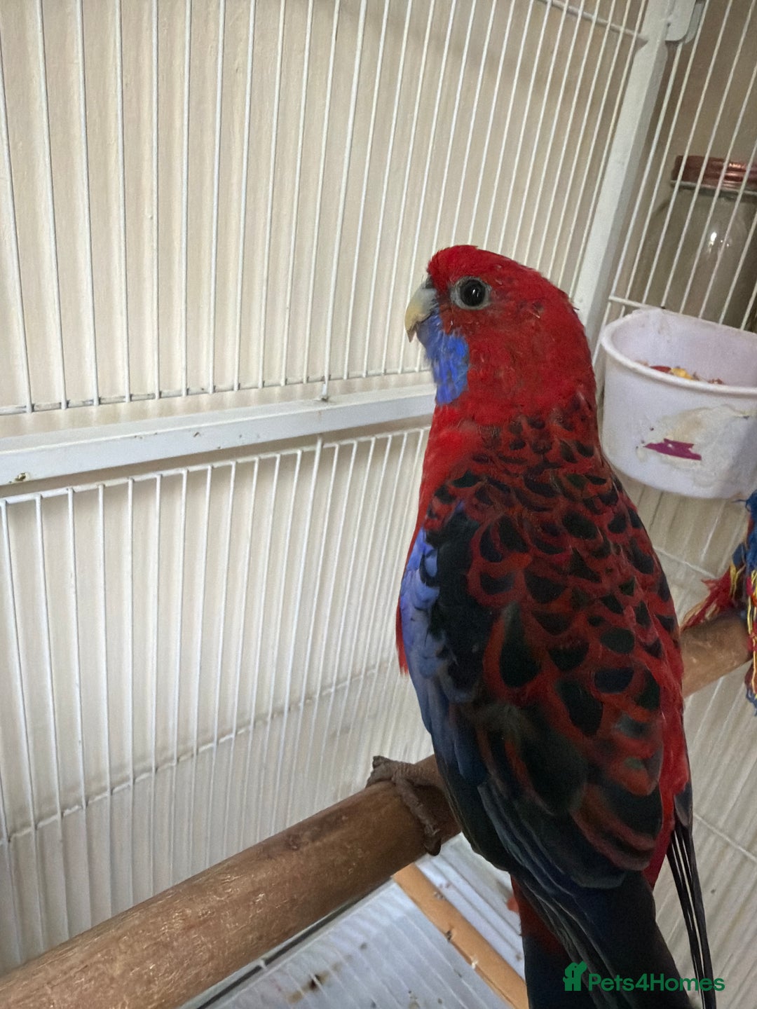 Parrots birds for sale: Crimson rosella  - Image 3