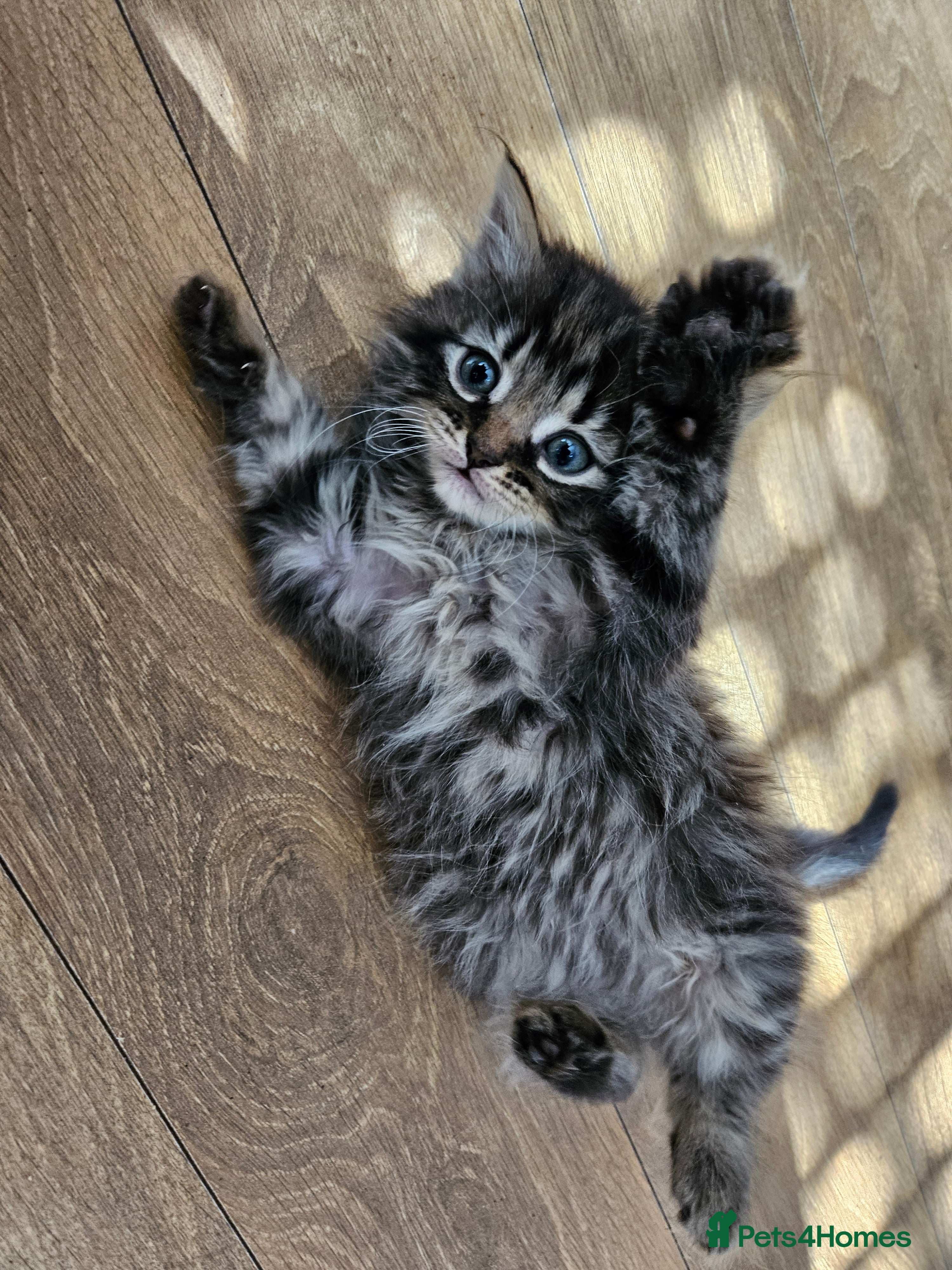 Mixed Breed cats Five playful kittens ready for their home - Advert 16