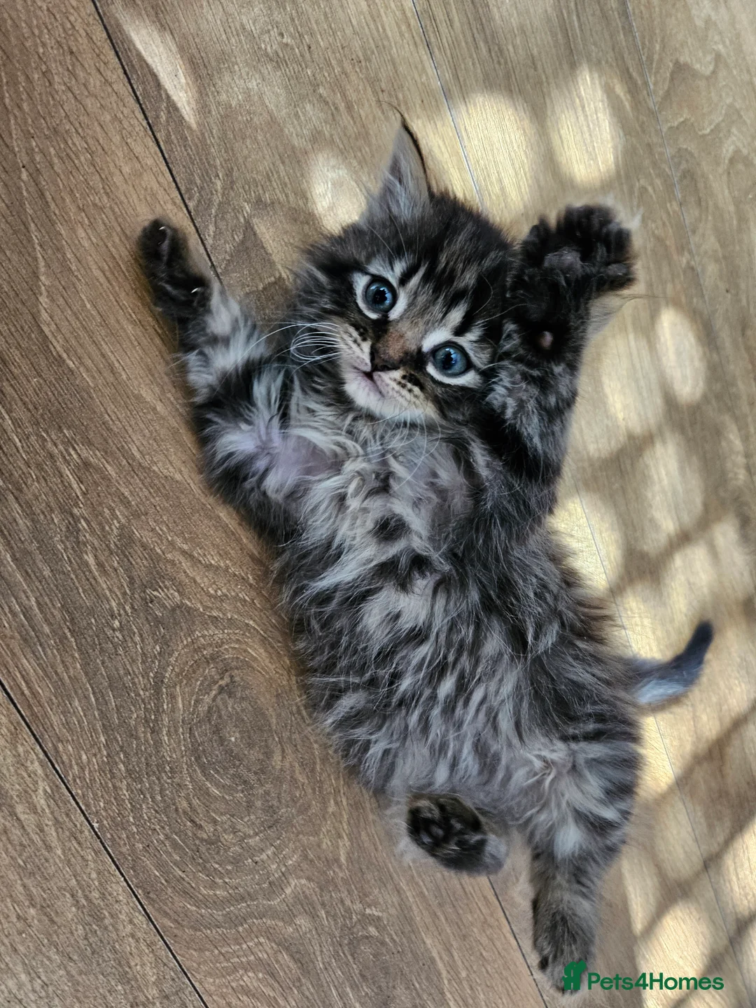 Mixed Breed cats for sale: Five eight week old kittens - Advert 2