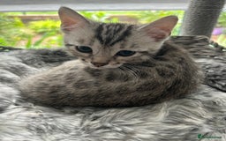 Bengal cats for sale: 🐾 Kittens Looking for a Loving Home! 🐾 - Image 8