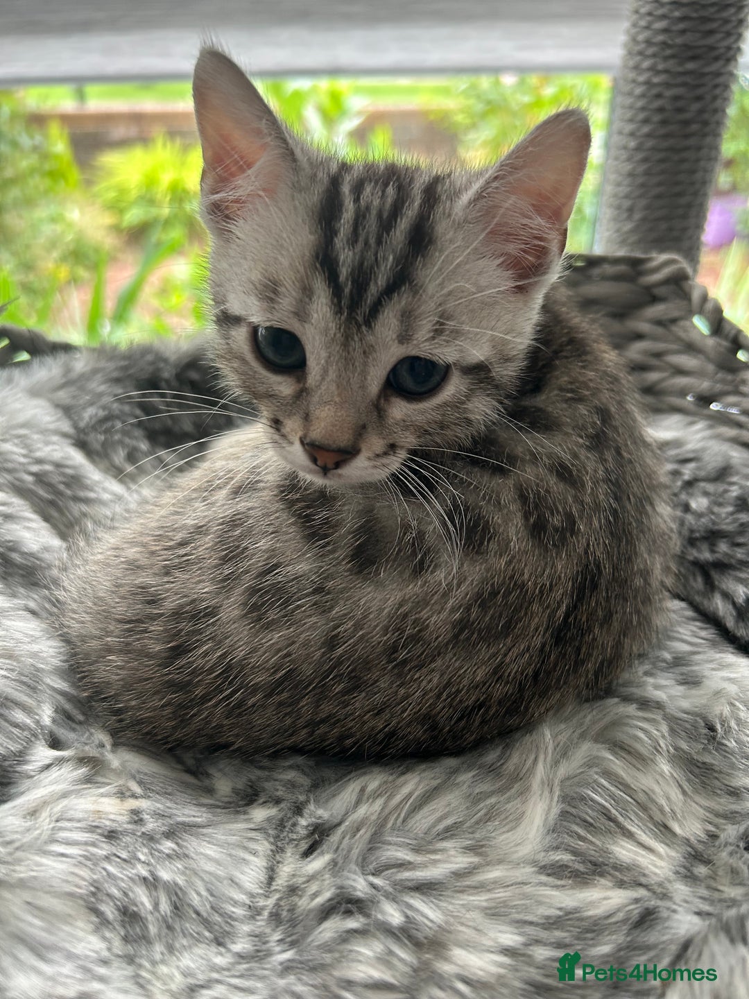 Bengal cats for sale: 🐾 Kittens Looking for a Loving Home! 🐾 - Image 8
