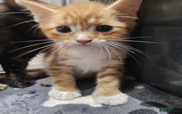 Mixed Breed cats for sale: Lovely kittens for sale  - Image 8