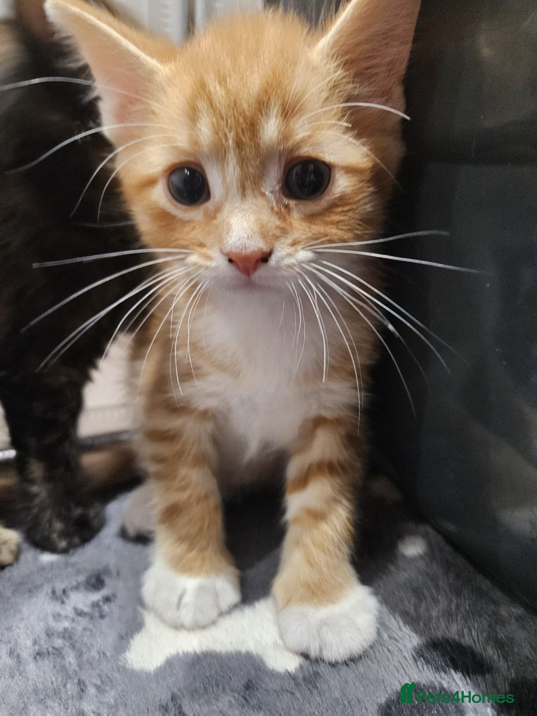 Mixed Breed cats for sale: Lovely kittens for sale  - Image 8