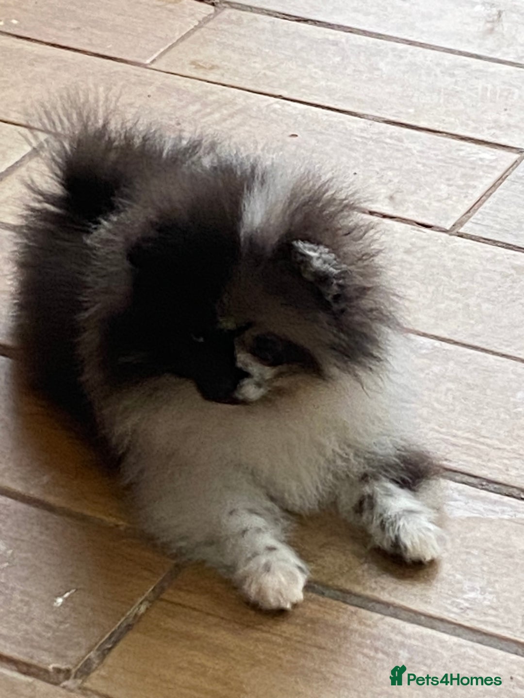 Pomeranian dogs for sale: Super cute sassy poms - Advert 25