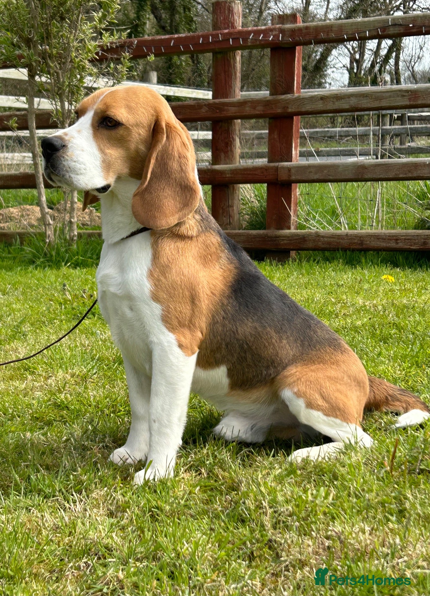Beagle dogs Male tan and white beagle  - Advert 2