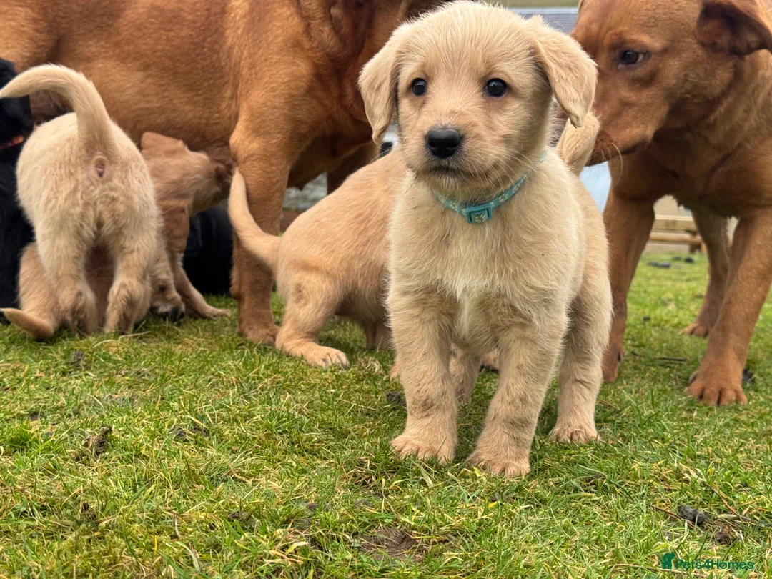 Labradoodle dogs for sale: Labradoodle F1 Puppies Health Tested Parents   - Advert 22