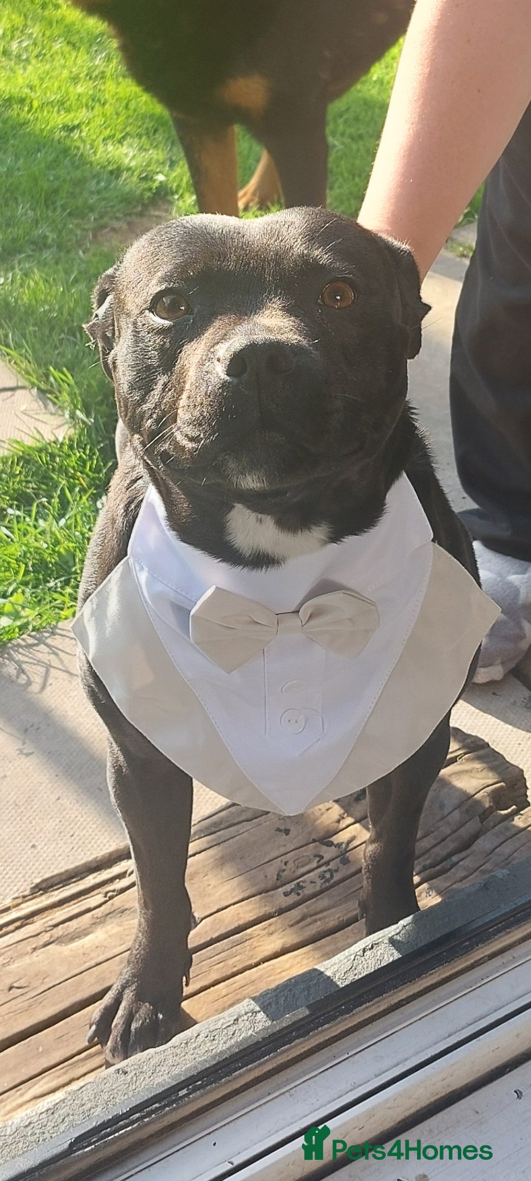 Staffordshire Bull Terrier dogs for sale: *2 left* Stunning Chunky KC Staffy Pups - Image 28