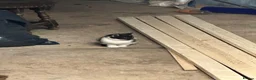 Domestic Shorthair cats for sale: cat and 2 kittens  - Advert 3
