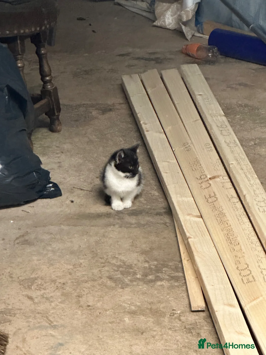 Domestic Shorthair cats for sale: cat and 2 kittens  - Advert 3