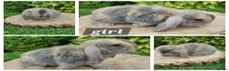 Mini Lop rabbits for sale: Pure bred mini lop baby rabbits  - Advert 4
