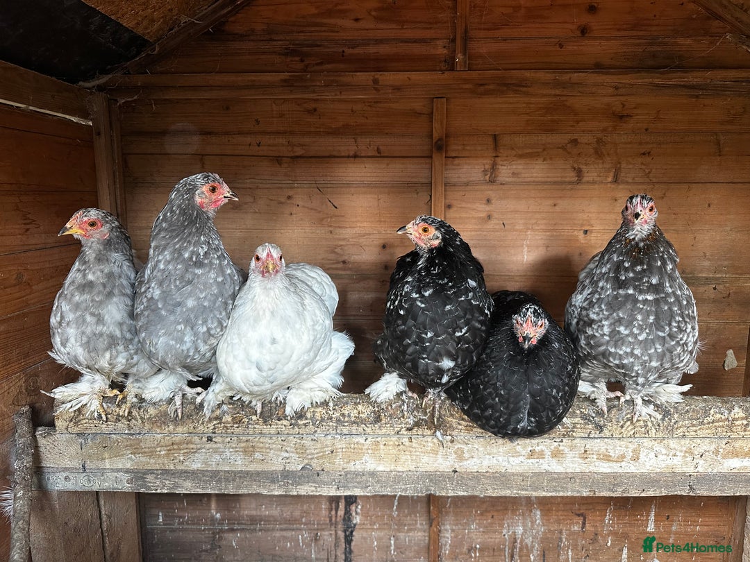 Chickens poultry for sale: Hybrid pekin bantams hatched from June 2025  - Image 2