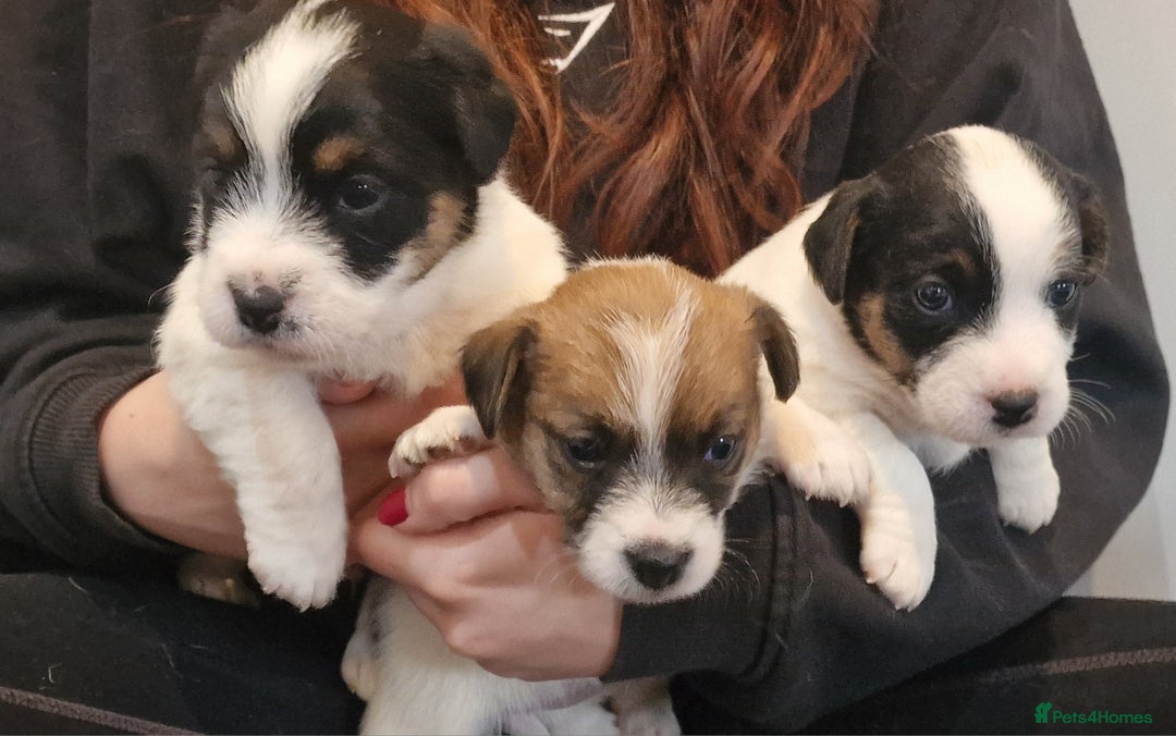 Jack Russell dogs for sale: KC Reg Jack Russell Pups,Parents DNA health tested - Image 4