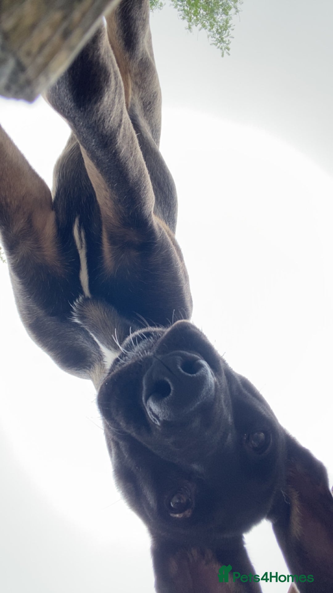 Mixed Breed dogs for sale: Staffy x Akita x ridgeback Girl  - Image 14