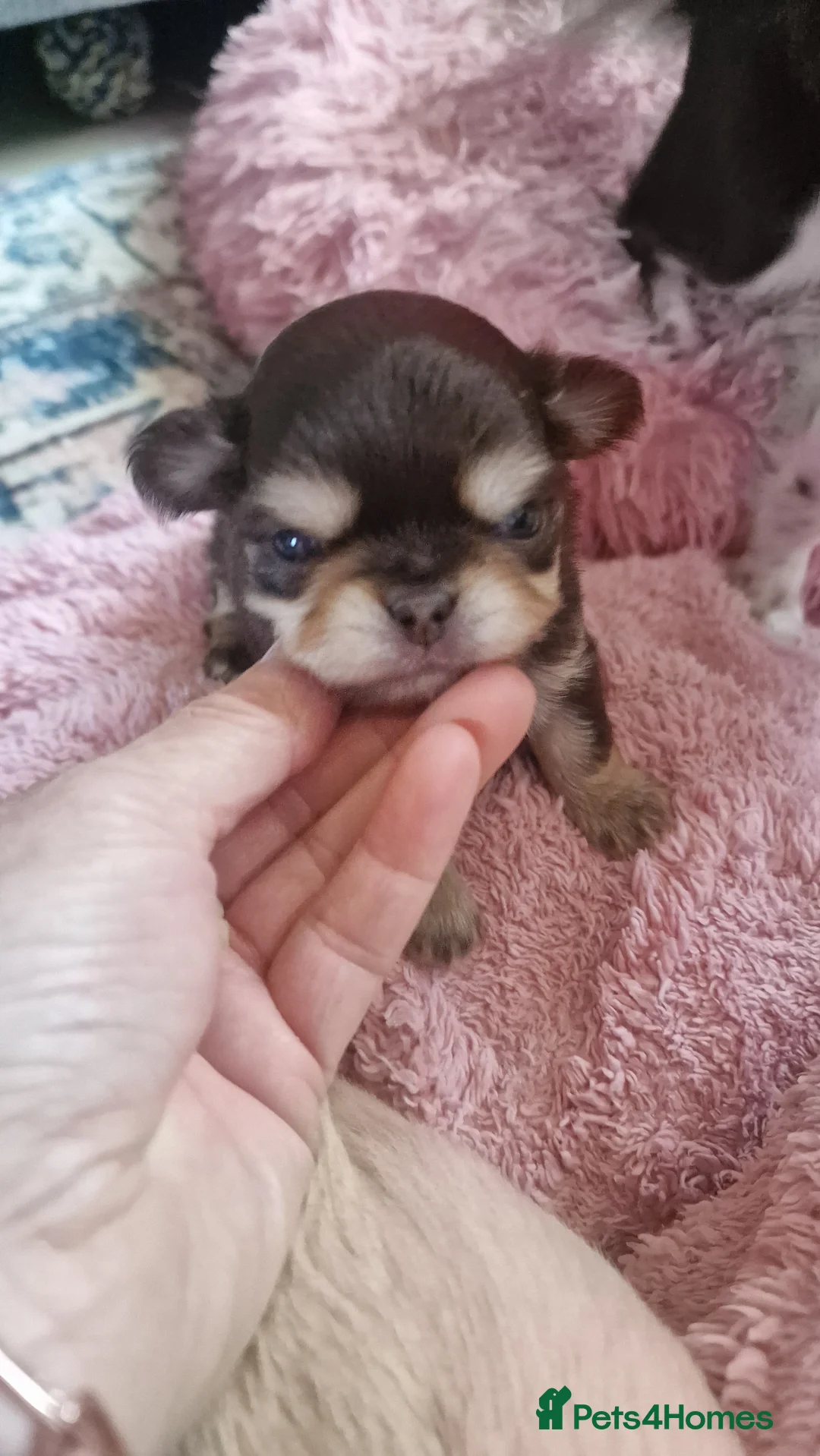 Chihuahua dogs for sale:  Long Coat KC CHI pups 2 BOYS & 1 GIRL - Advert 40