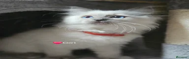 Ragdoll Kitten 5