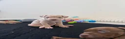 Mixed Breed dogs for sale: Ready now! staffy x cane corso x american bulldog - Advert 5