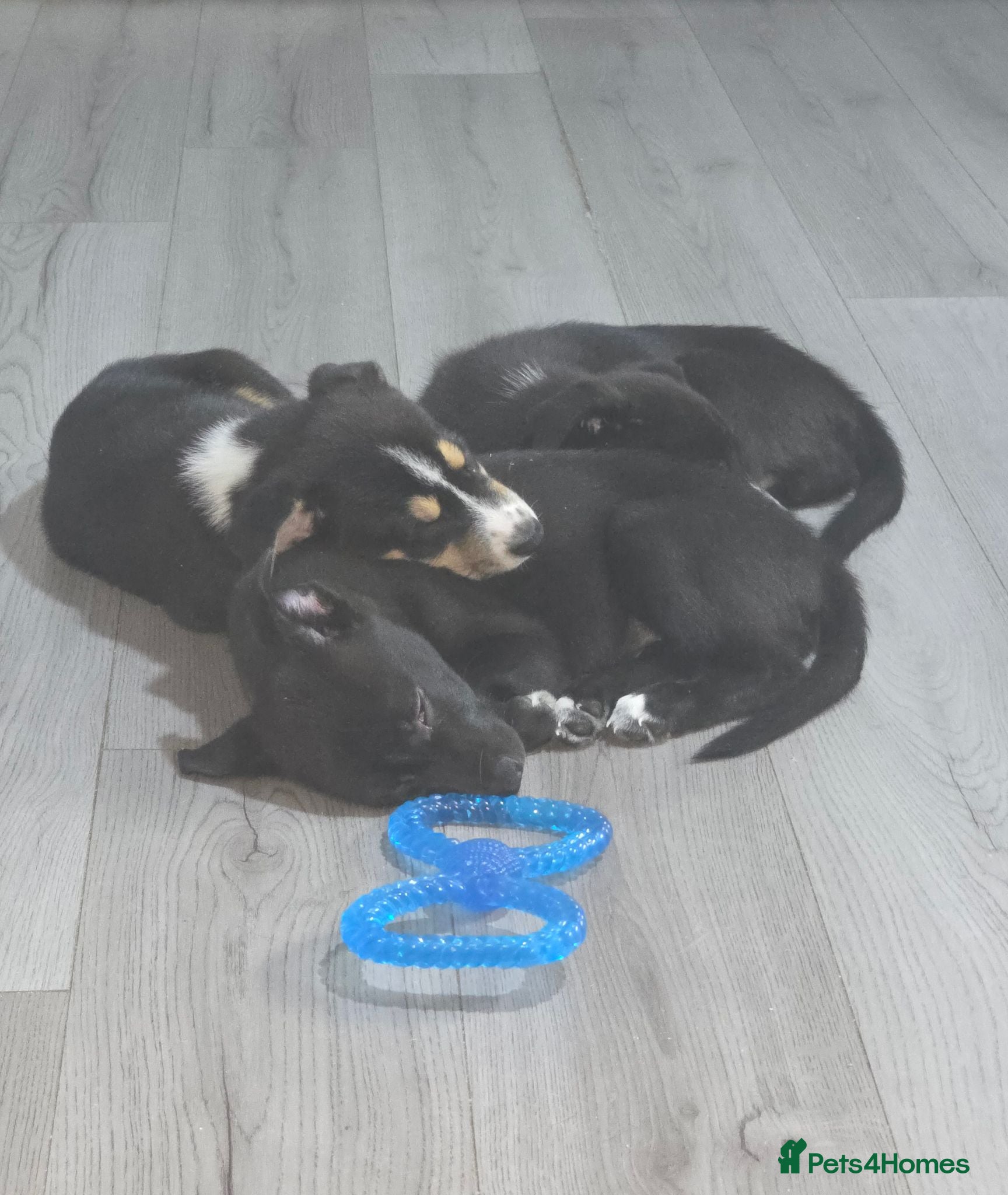 Mixed Breed dogs Only 2 boys left! Staffie x Husky x Collie Puppies - Advert 2