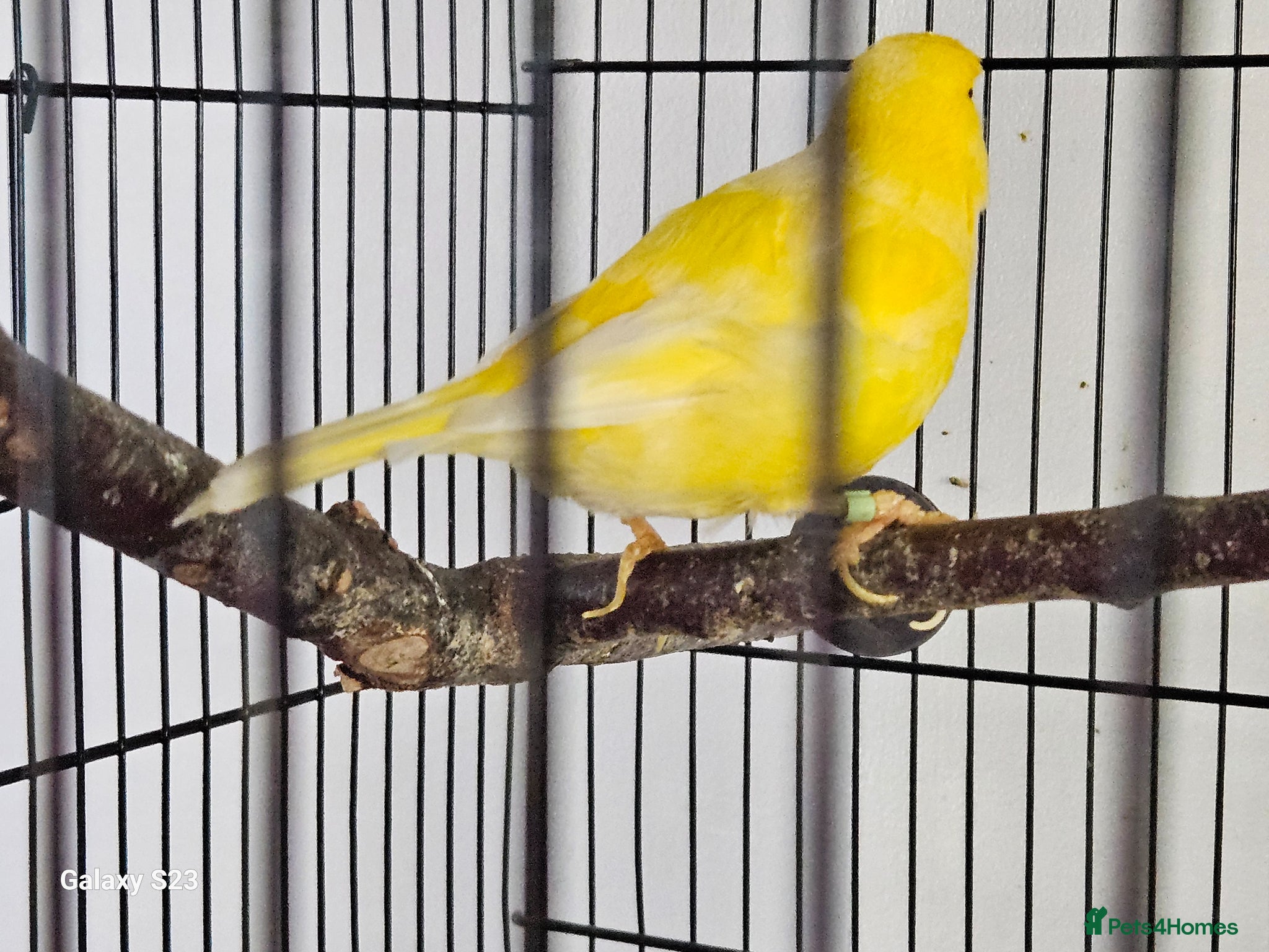 Canaries birds for sale: Fife canaries - Advert 3