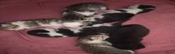 Mixed Breed cats for sale: Kittens to find their forever homes in September  - Advert 9