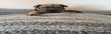 Mixed Breed 3