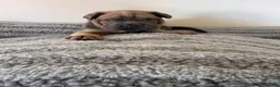 Mixed Breed dogs for sale: Bull pei puppys - Advert 13