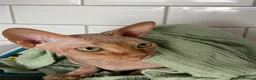 Sphynx cats for sale: Two Sphynx cats ready for rehoming  - Advert 3