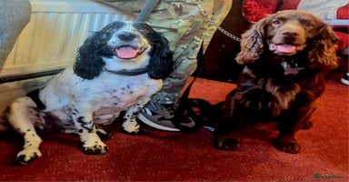 Mixed Breed dogs - Advert 15