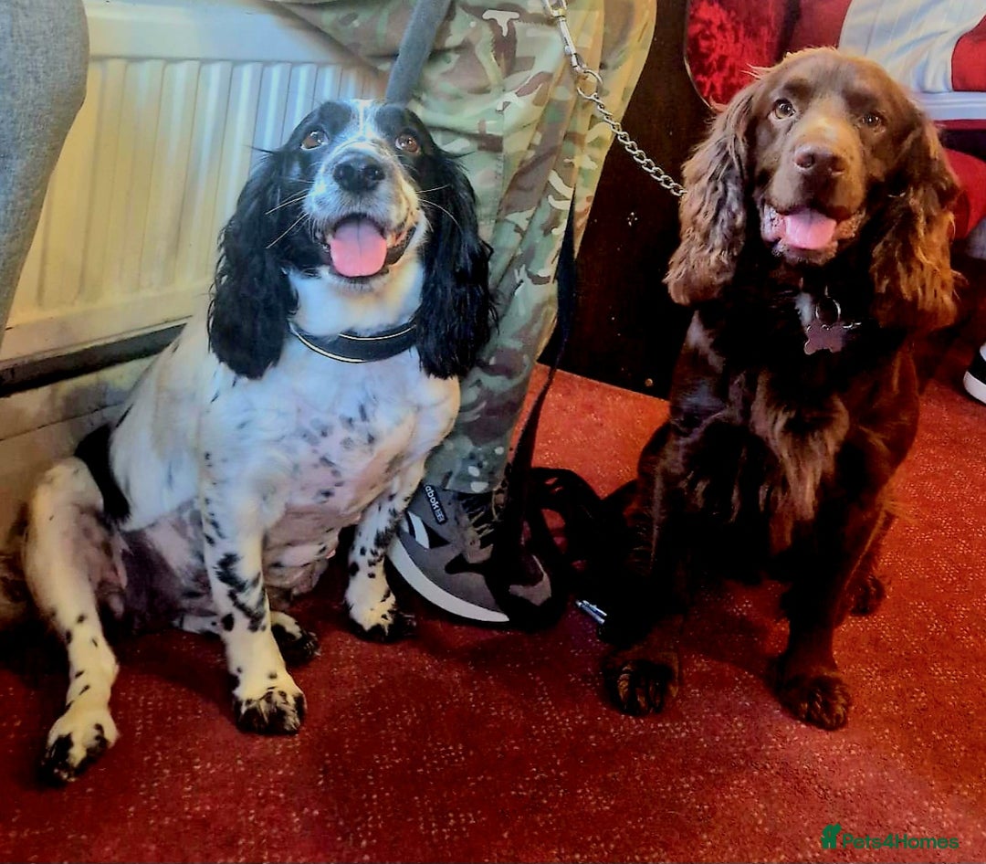 Mixed Breed dogs for sale: Working Spaniels looking for Forever Home  - Image 3