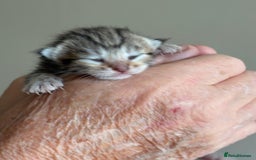 Bengal cats for sale: Bengal kittens  - Image 8