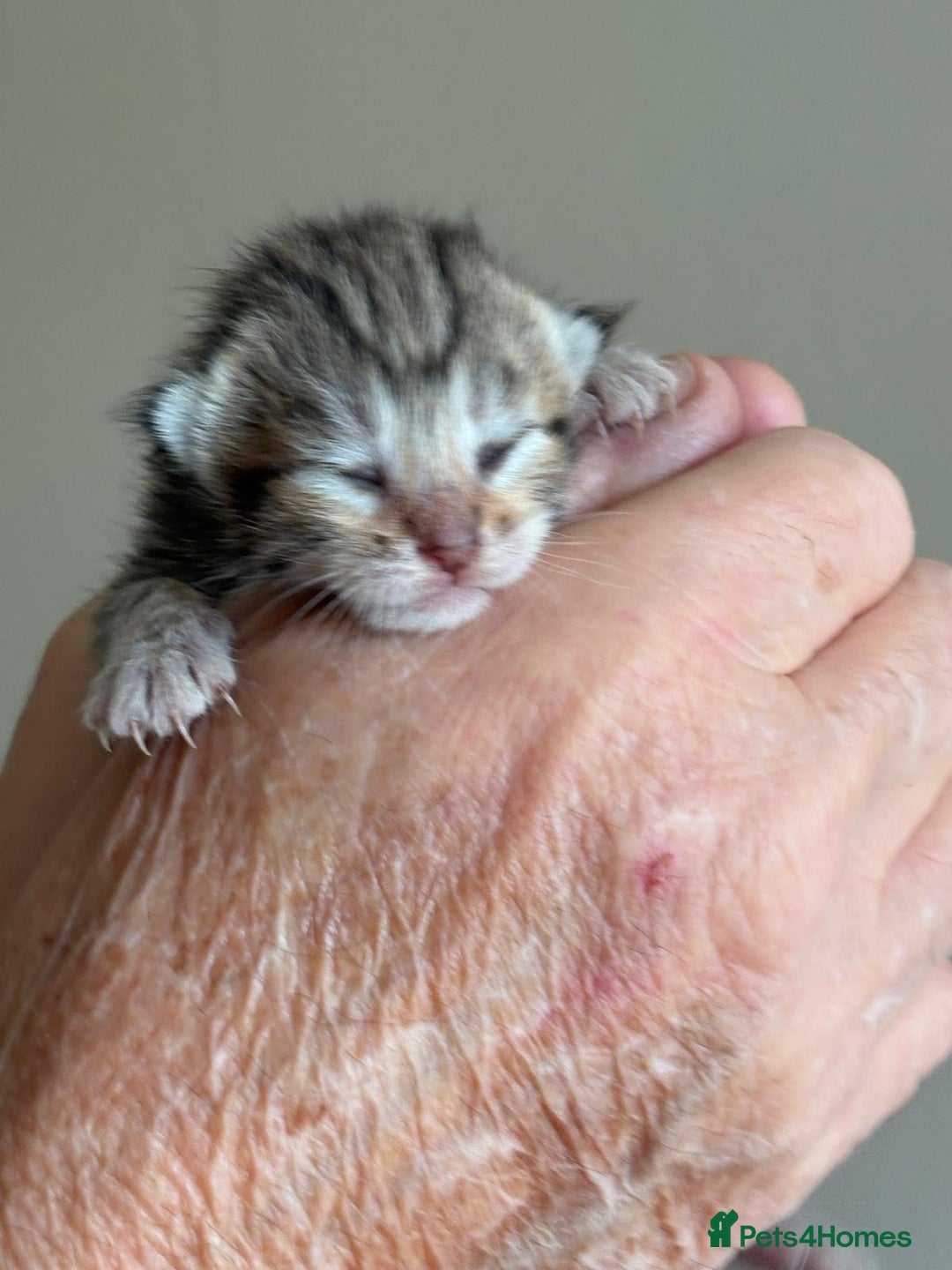 Bengal cats for sale: Bengal kittens  - Image 8