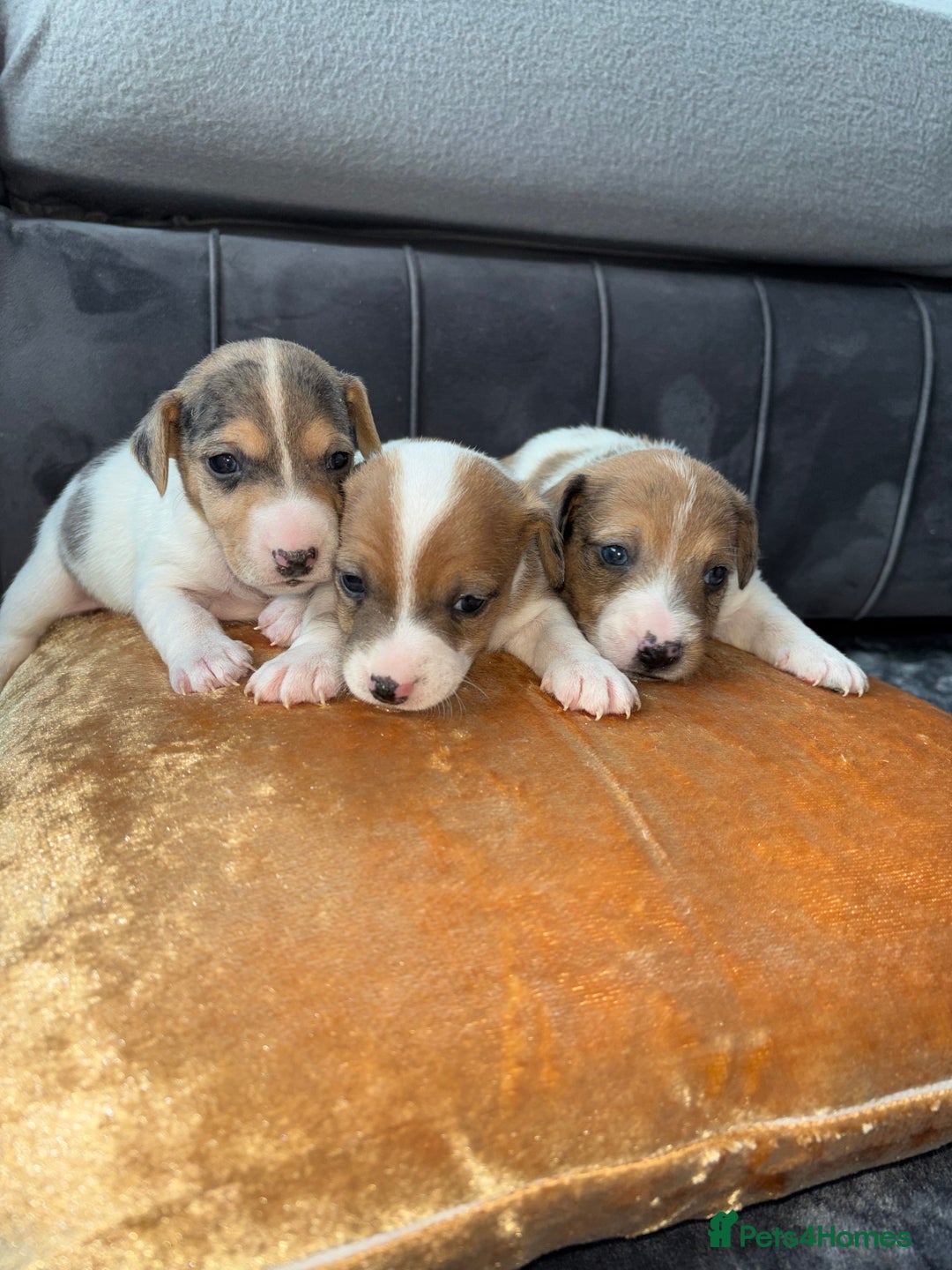 Jack Russell dogs for sale: Jack Russel puppies for sale  - Image 20