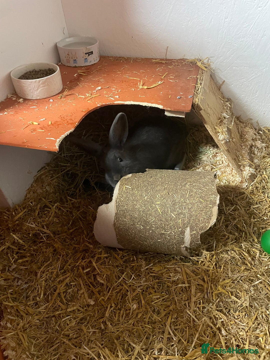 Rex rabbits for sale: Bonded females  - Advert 4