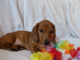 Miniature Dachshund dogs - Advert 4