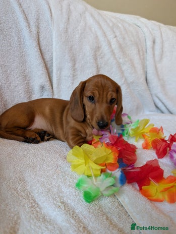 Miniature Dachshund dogs - Advert 4
