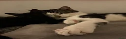 British Longhair cats for sale: Black cat  - Advert 10
