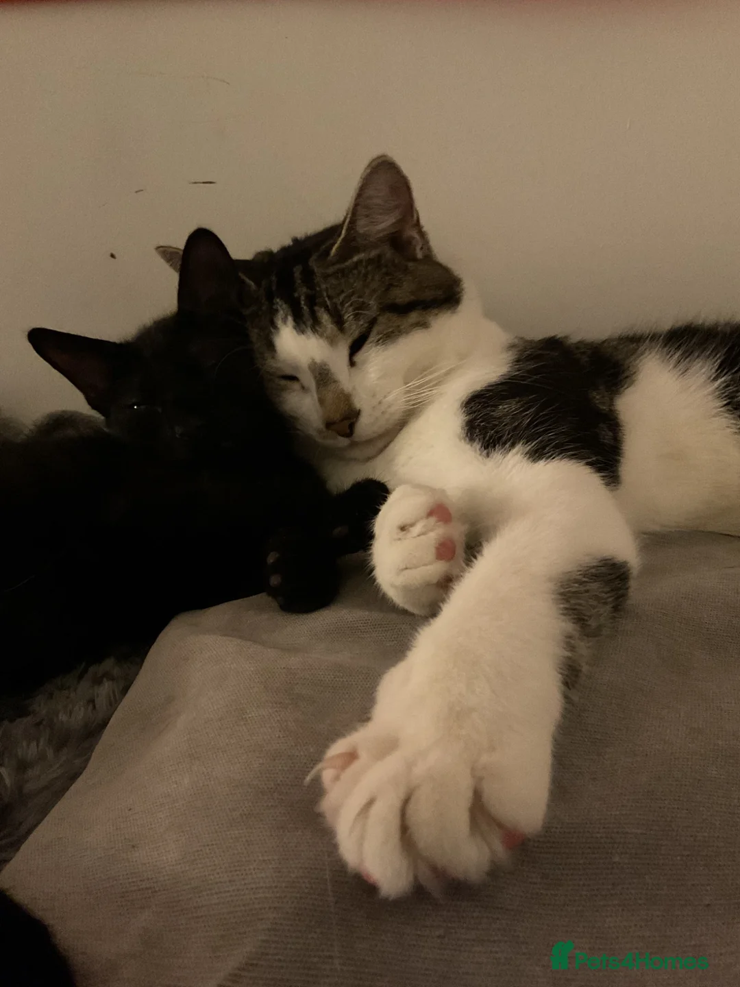 British Longhair cats for sale: Black cat  - Advert 10