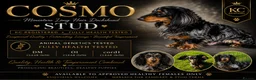 Miniature Dachshund dogs for sale: Long haired miniature daschunds  - Advert 4