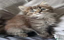 Mixed Breed cats for sale: Beautiful mixed breed kittens - Image 7