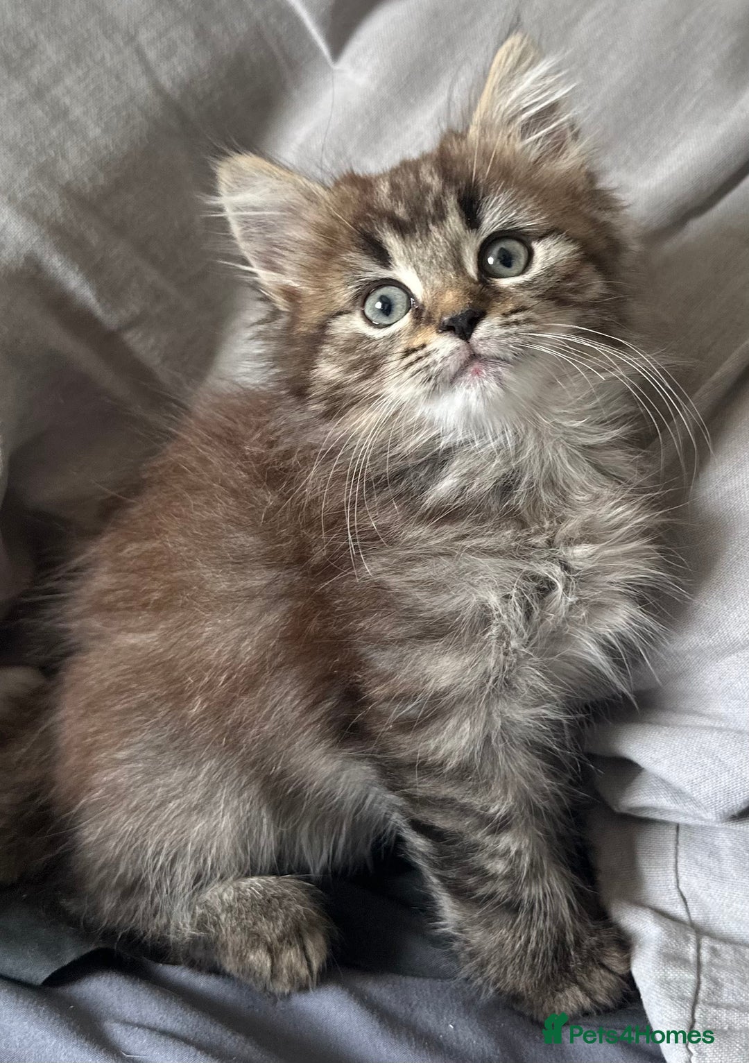 Mixed Breed cats for sale: Beautiful mixed breed kittens - Image 7