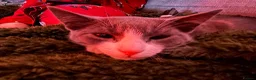 Domestic Shorthair cats for sale: Gorgeous Grey and White Boy kitten for sale in Birkenhead - Advert 12