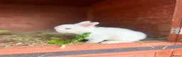 Mini Lop rabbits for sale: Rabbit  - Advert 1