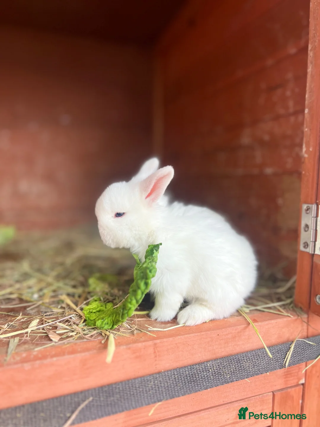 Mini Lop rabbits for sale: Rabbit  - Advert 1