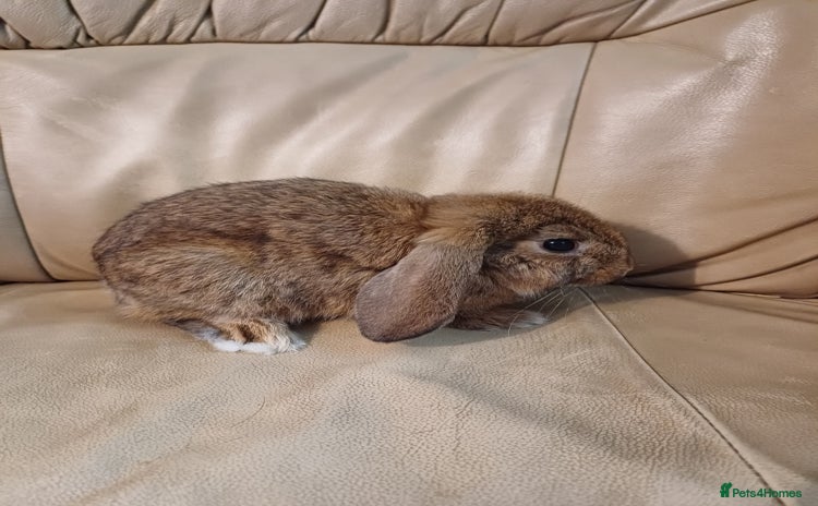 Mini Lop rabbits - Advert 5