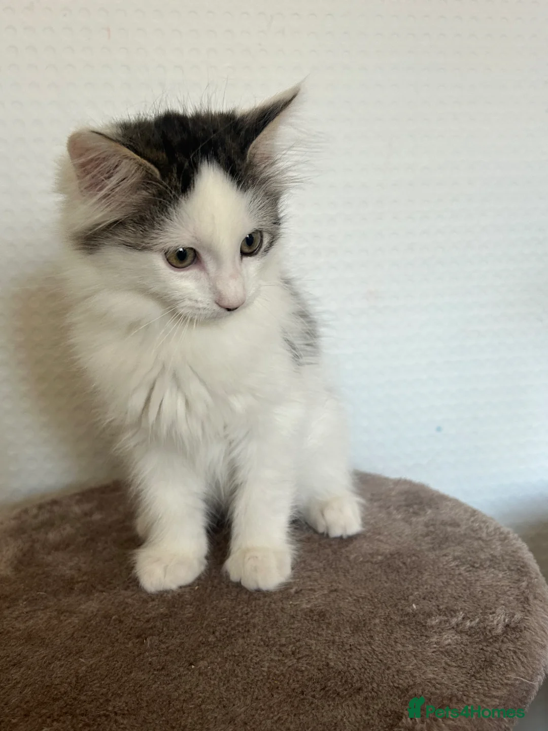 Mixed Breed cats for sale: Beautiful kittens - Advert 4