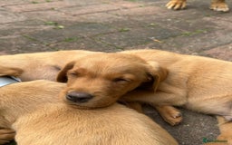 Labrador Retriever dogs for sale: Labrador Fox red  - Image 14