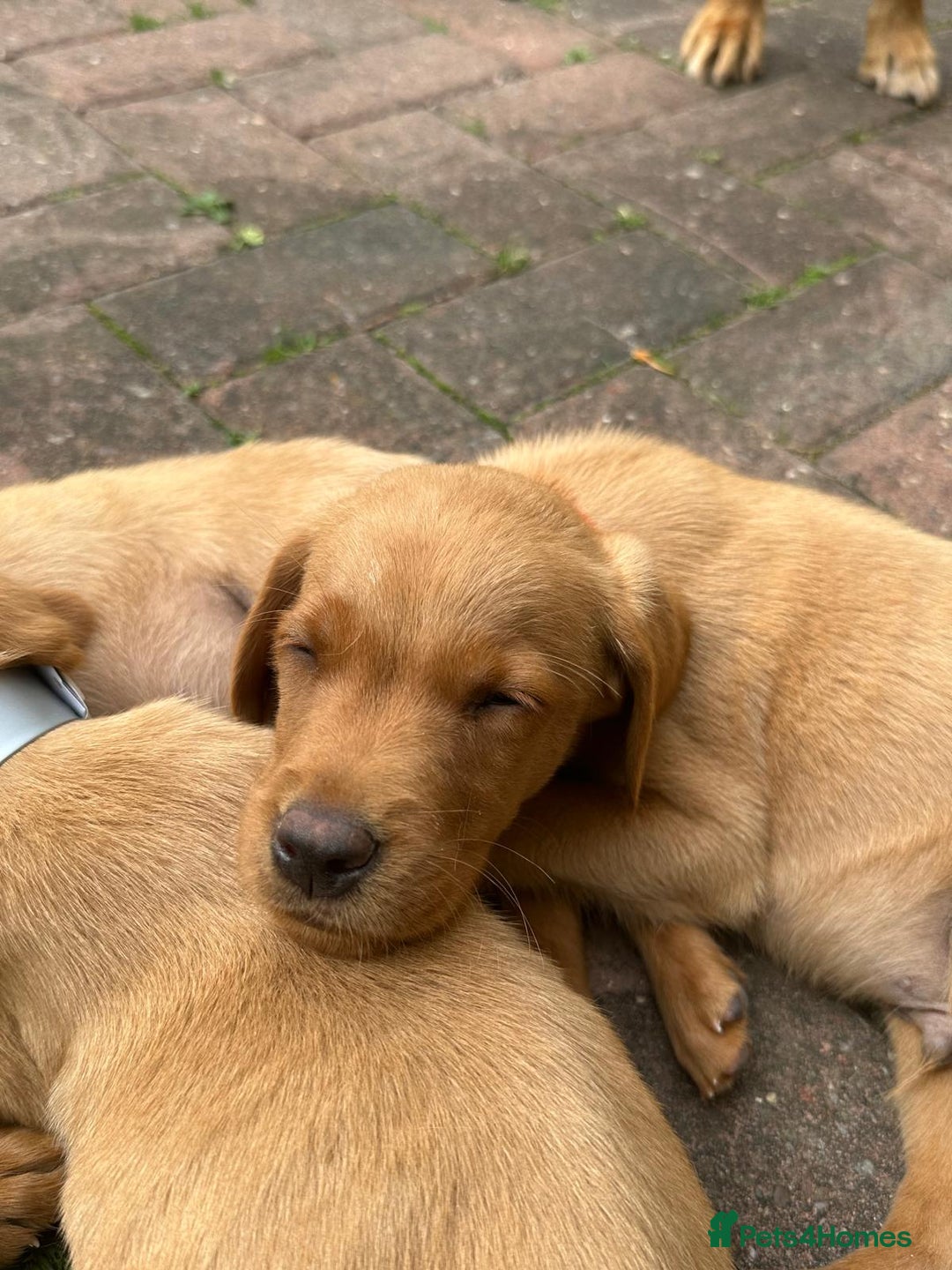 Labrador Retriever dogs for sale: Labrador Fox red  - Image 14