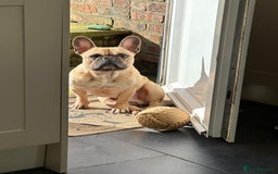 French Bulldog dogs for sale: Stanley  - Image 3